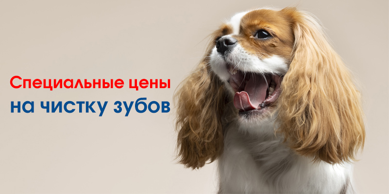 skidka-na-zuby-serebryanka Скидки августа в филиале «Минск-Мельникайте» (ВетПрофи)