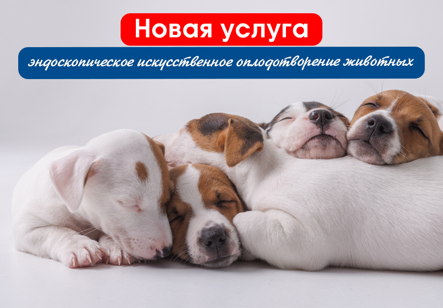 Эндоскопическое искусственное оплодотворение животных