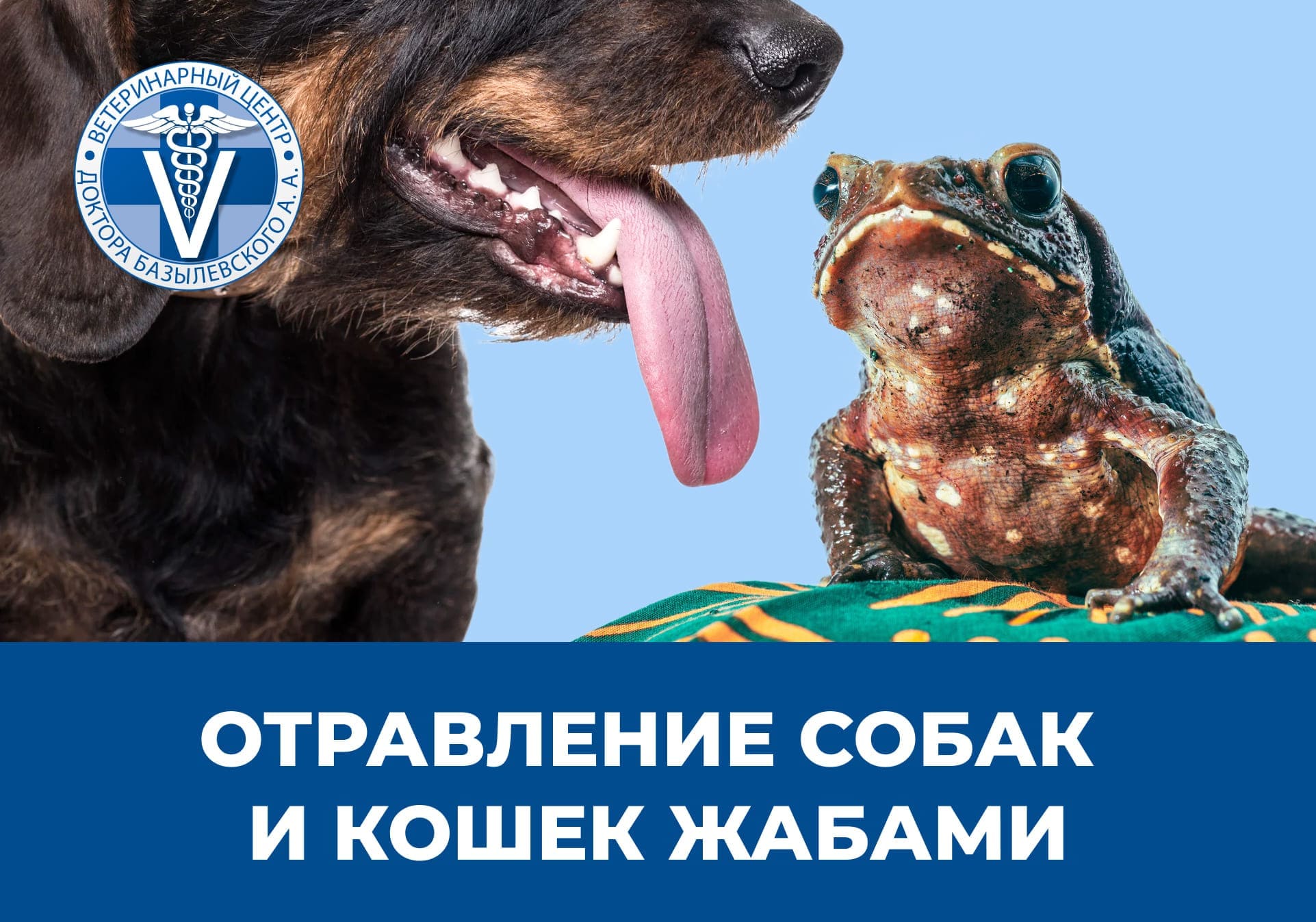 Отравление собак и кошек жабами - обложка