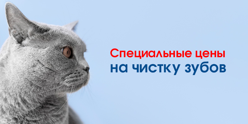 specialnye-ceny-na-chistku-zubov-kot Скидки августа в филиале «Минск-Серебрянка»