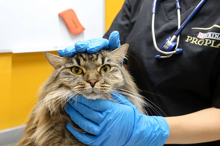 koshka-na-rukah-u-veterinarnogo-vracha Почему питомца лечить дороже, чем человека: ветеринары объяснили уровень цен