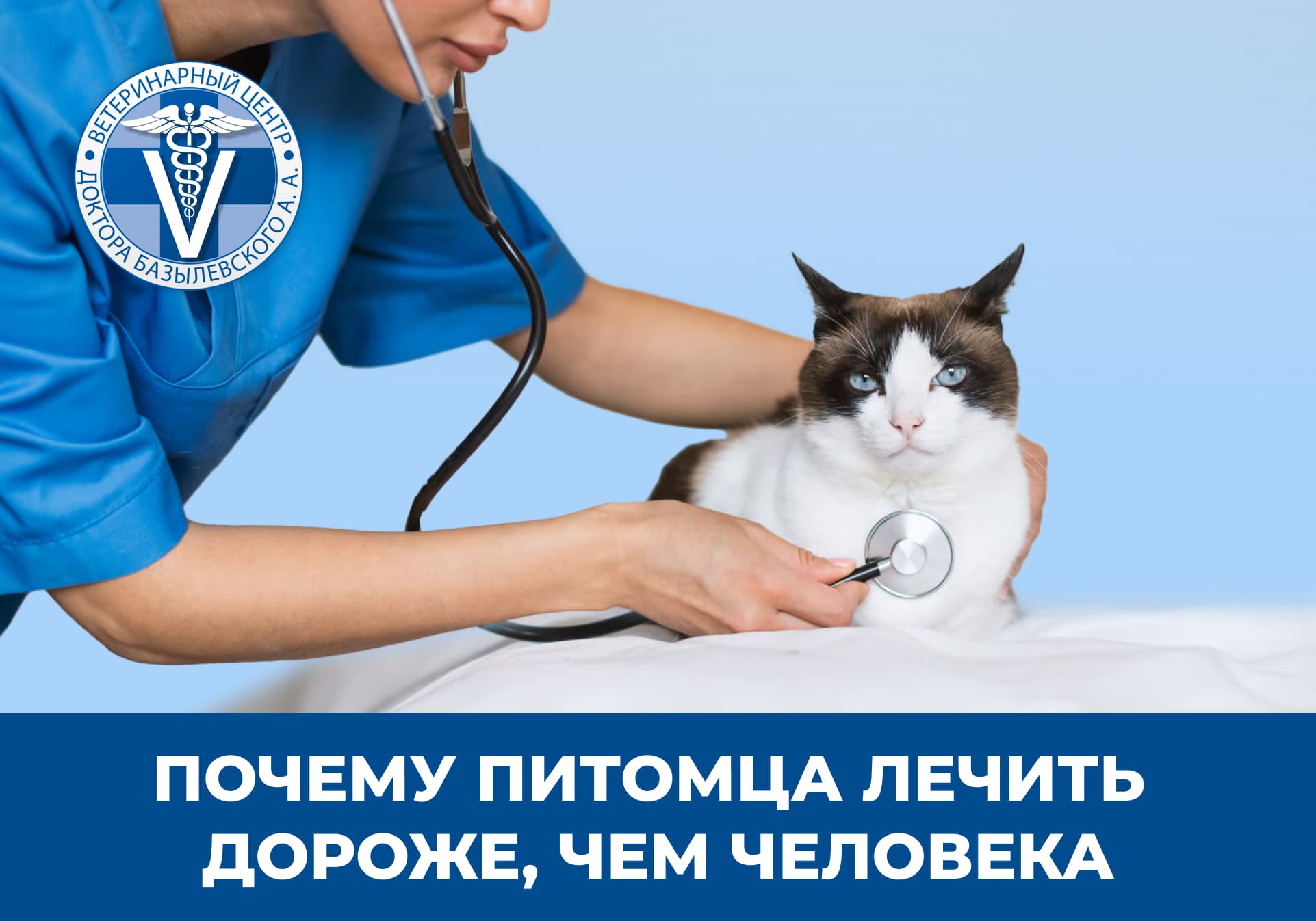 Врач осматривает кошку